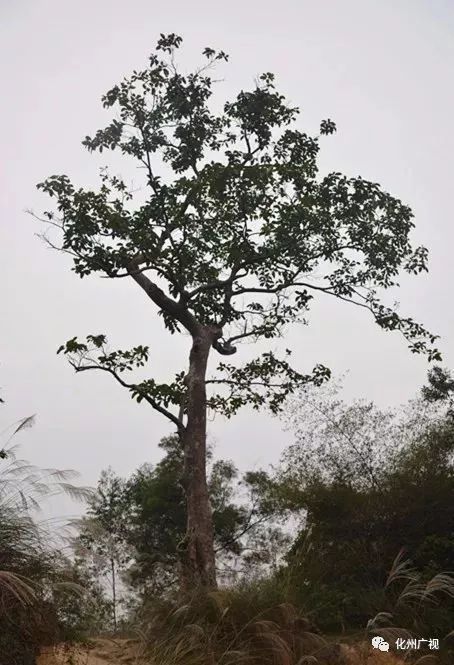 化州飞地图片