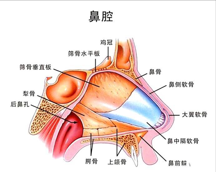 梨状孔的构成图片