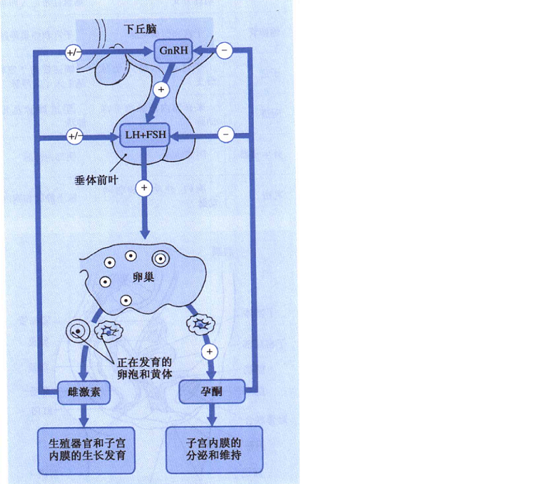 内分泌三条轴示意图图片