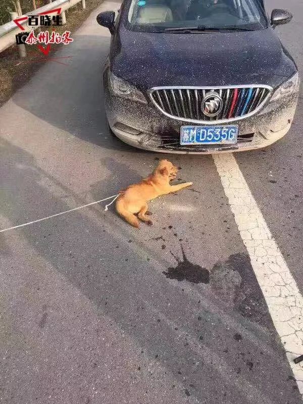 泰州的最牛视频一辆苏m别克车撞上小狗狗没事车坏了