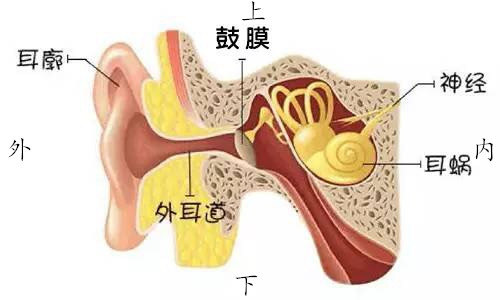 中耳炎系列科普一您對耳朵知多少耳朵的解剖