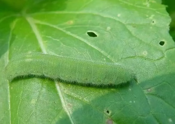 油菜虫害菜青虫图片图片