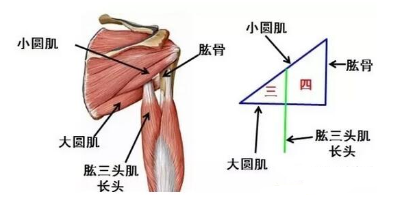 1,肌肉位置:位於岡下肌下方,岡下窩內,肩關節的後面.