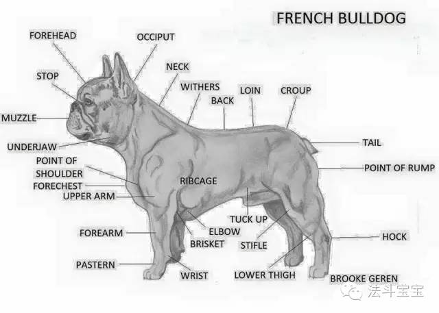 74法国斗牛犬标准图鉴