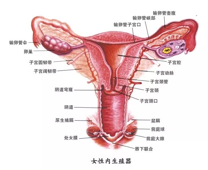 性腺的位置图片图片