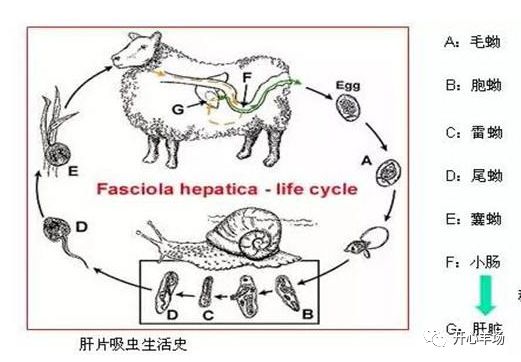 收藏羊患肝片吸虫病的症状及防治