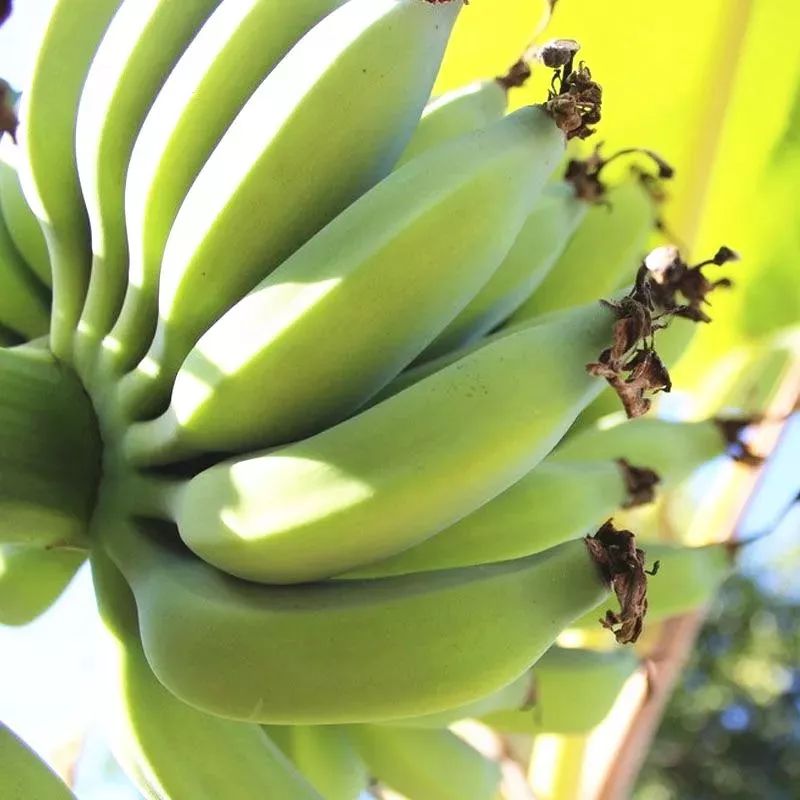 香蕉公母鉴别图片图片