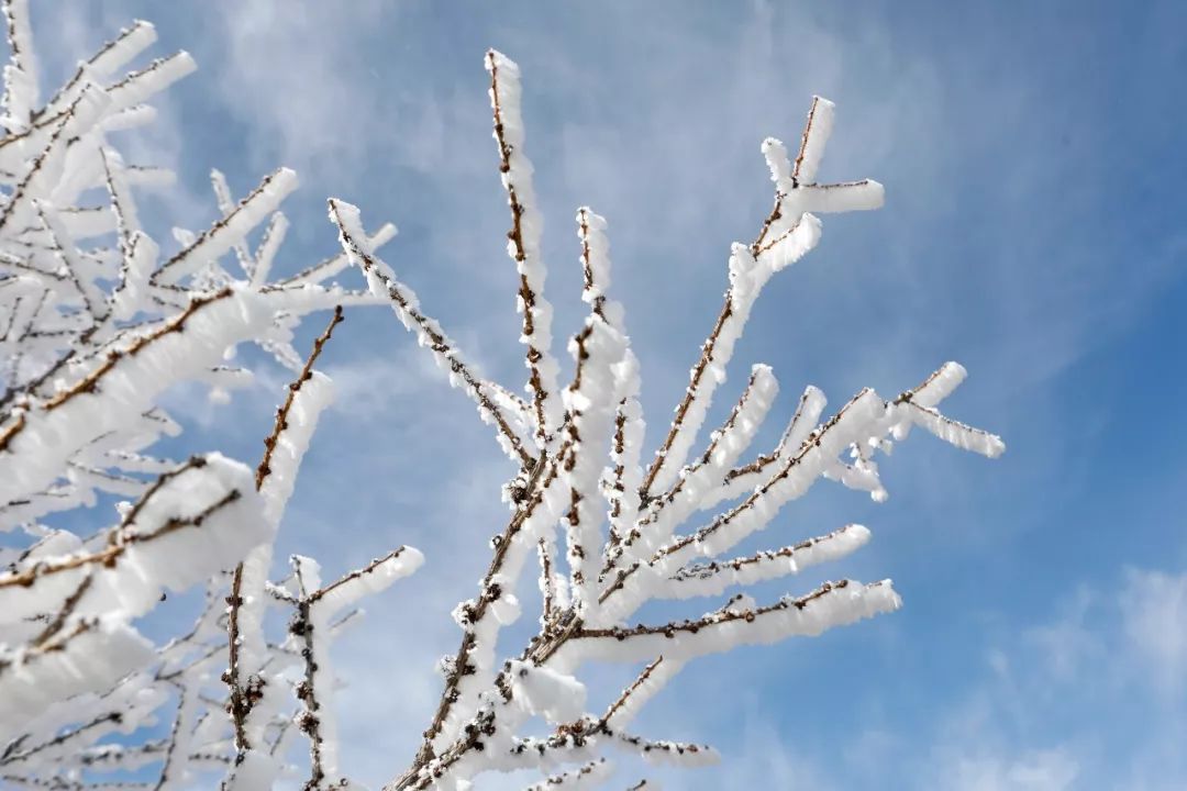 崇礼:满树银花枝头挂,高山雪景美如画