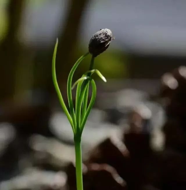 出门捡个松果回家,种棵松树