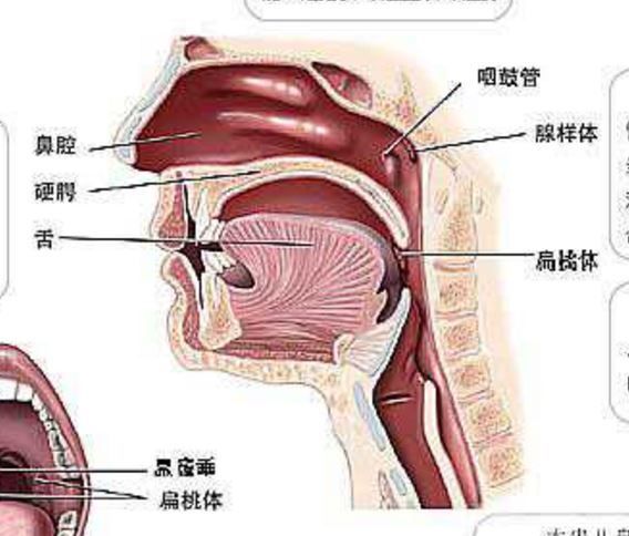 扁桃体位置 脖子图片
