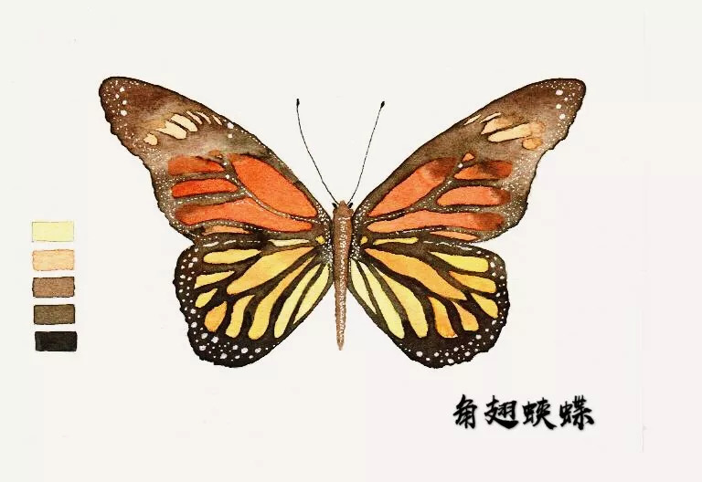 7.接下来我们画最少见的玫瑰水晶眼蝶.