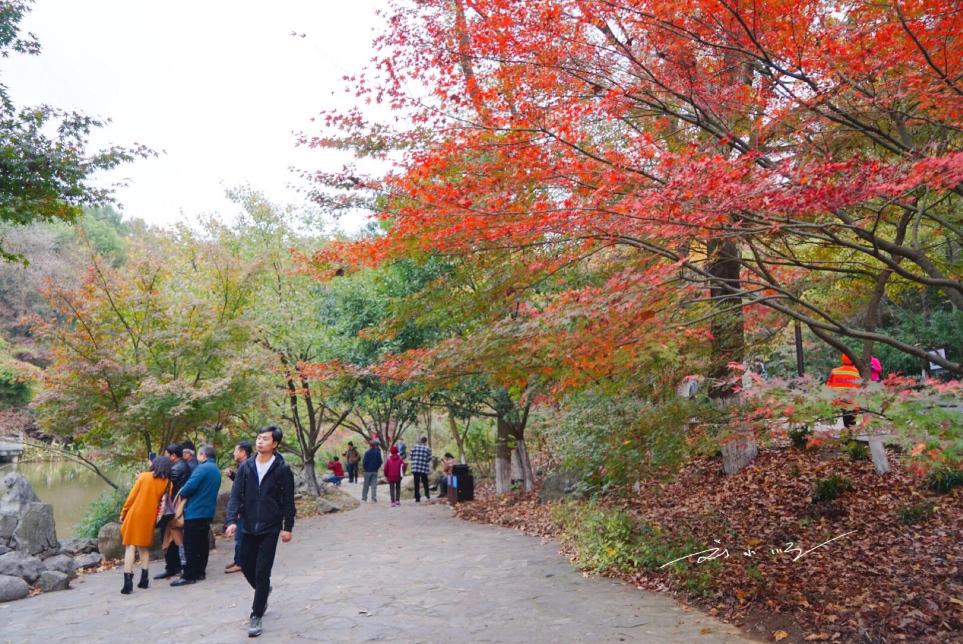 都是為了棲霞山的秋葉慕名而來,現在棲霞山的門票價為40元,對於這個家