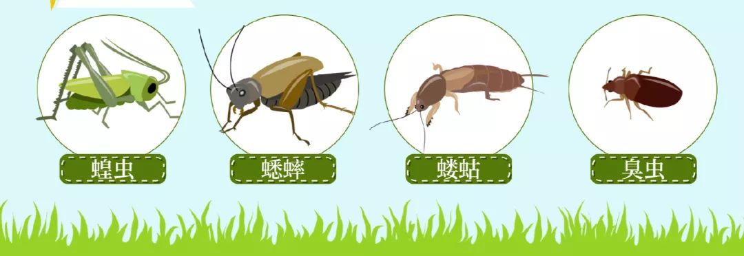 那么,青蛙的发育过程与家蚕和蝗虫有相似之处吗?