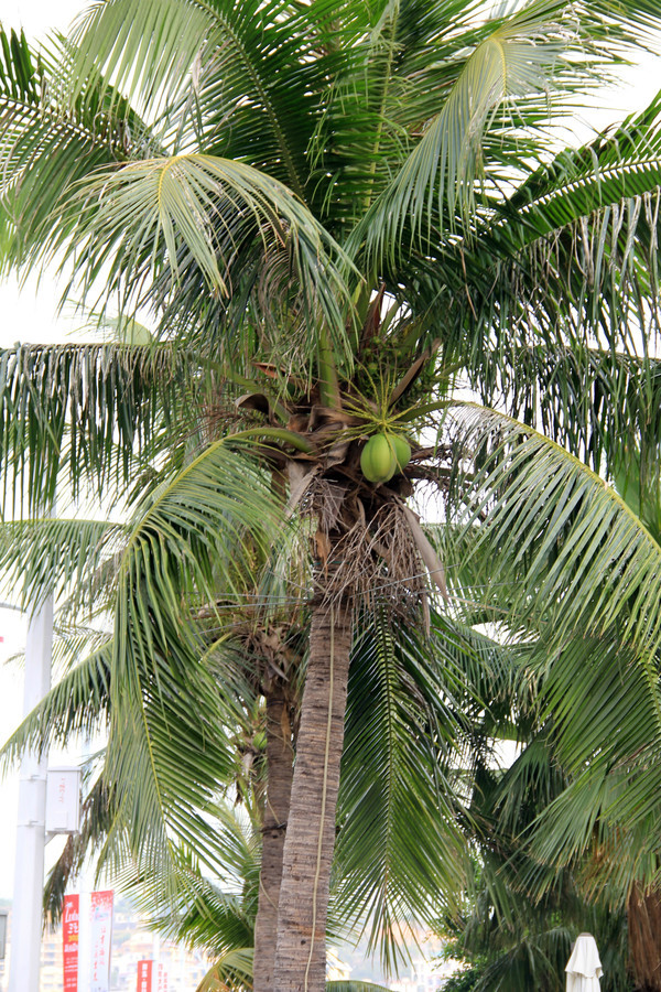 椰子树的样子图片