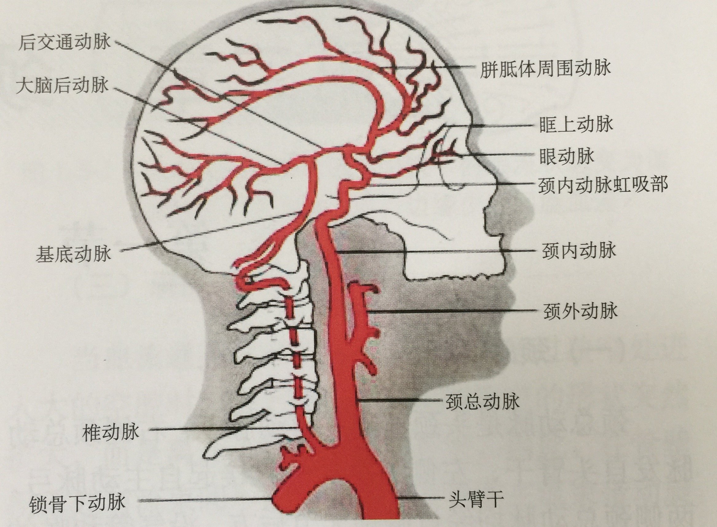 颈内动脉的位置和图片图片