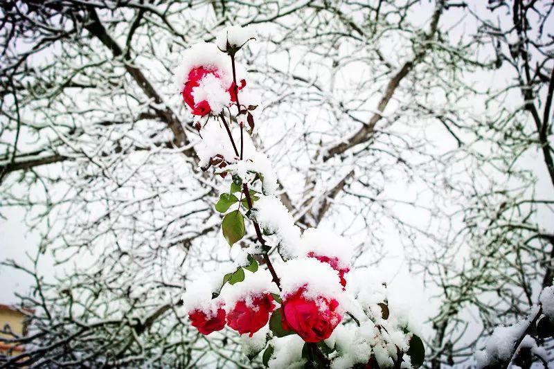 烟霏霏 雪霏霏图片