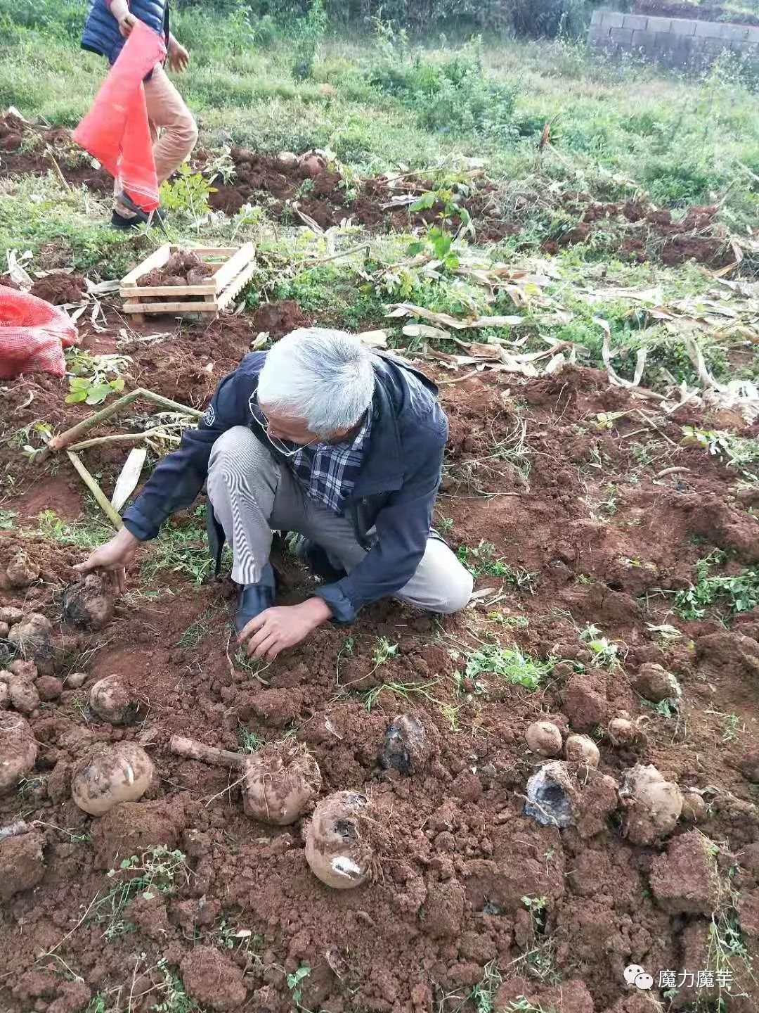 魔芋种植方法图片