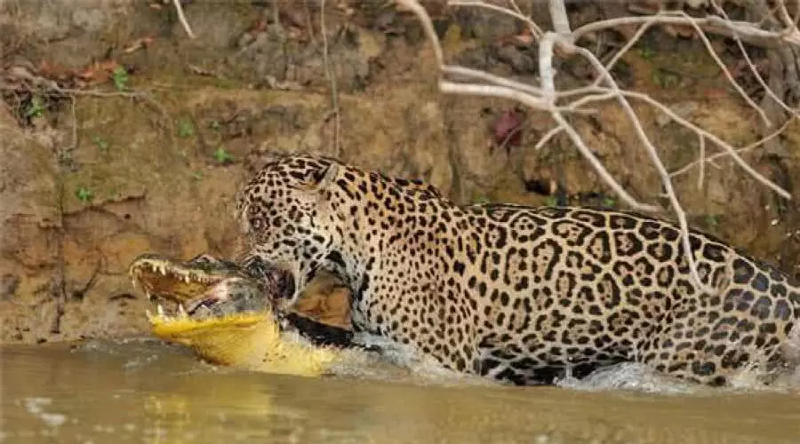 金錢豹正在喝水，不巧被鱷魚給盯上了，隨後一幕讓人出乎意料 萌寵 第3張
