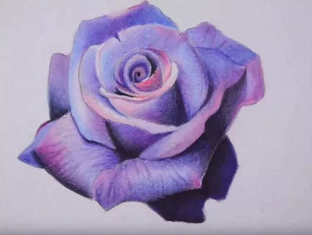 超详细彩铅教程教你画一朵紫色玫瑰花超美