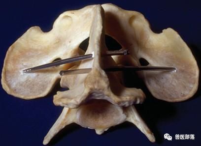 参考:小动物临床x线读片训练small animal spinal disordersa