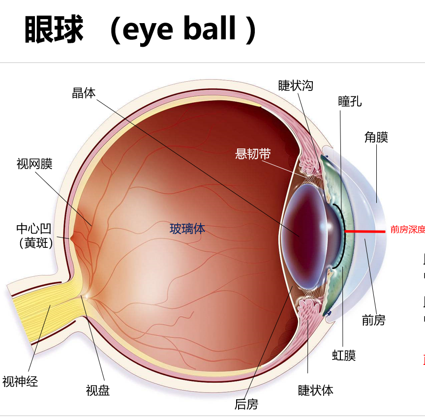 眼球简单结构图片图片