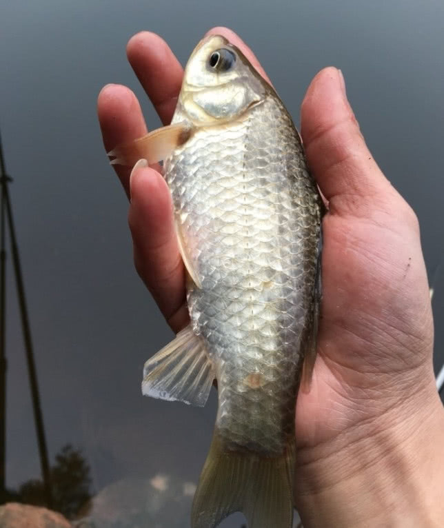 夜釣總沒頓口,有口不中魚?每次我這樣調整,旁邊釣友就慌了