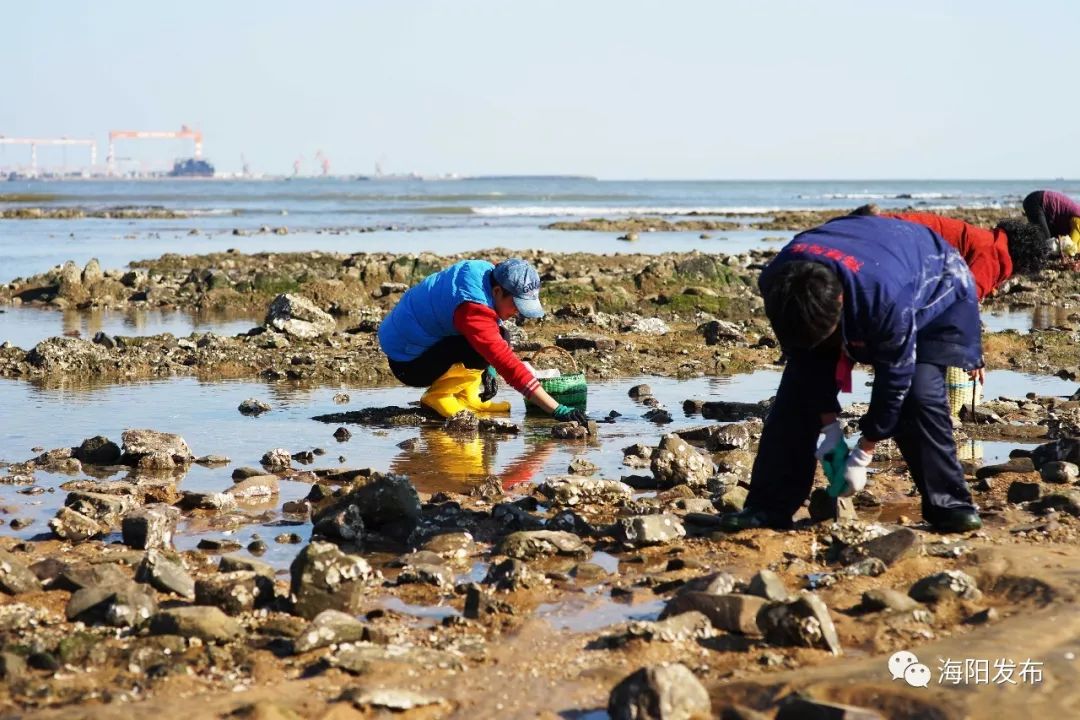 海陽打卡網紅趕海地肥美海蠣子一籮筐