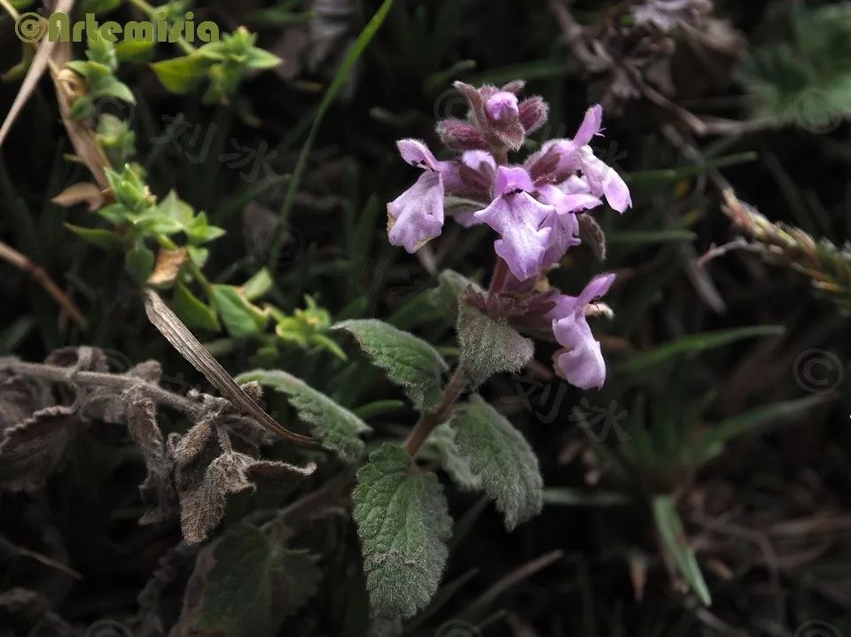 厚叶石杉(huperzia crassa)像一根根插在地上的蜡烛,葱叶芹(ottoa oe