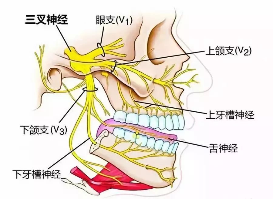 让你的嘴巴张开就会自然地朝另一边运动你的下颌(下巴)被触摸的时候就