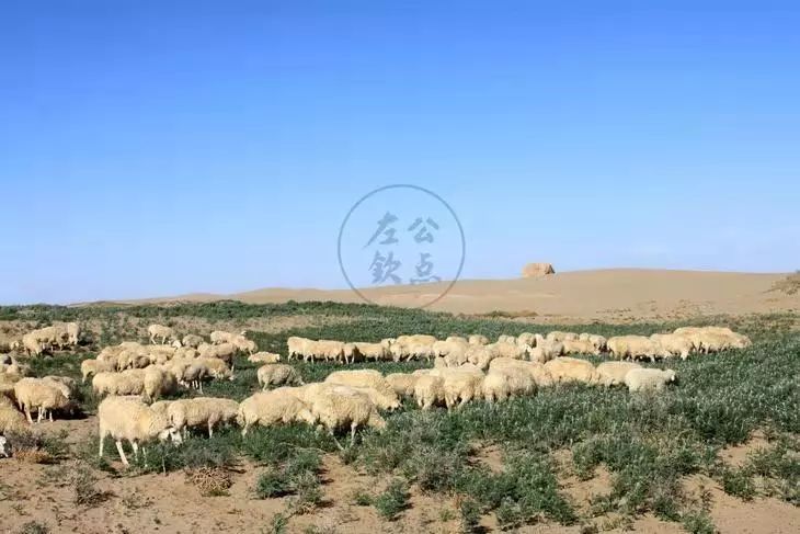 左公欽點 預售| 甘肅民勤草飼散養羊,肉質鮮嫩,肥而不羶_羊肉