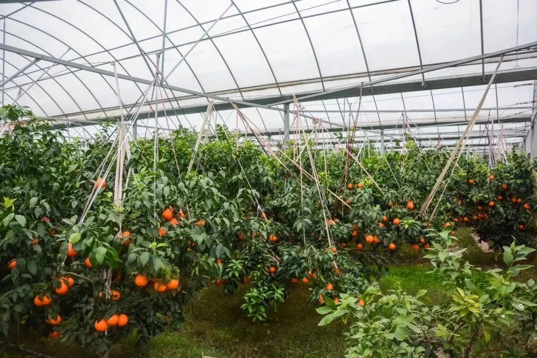 这里种植了近百亩的红美人柑橘