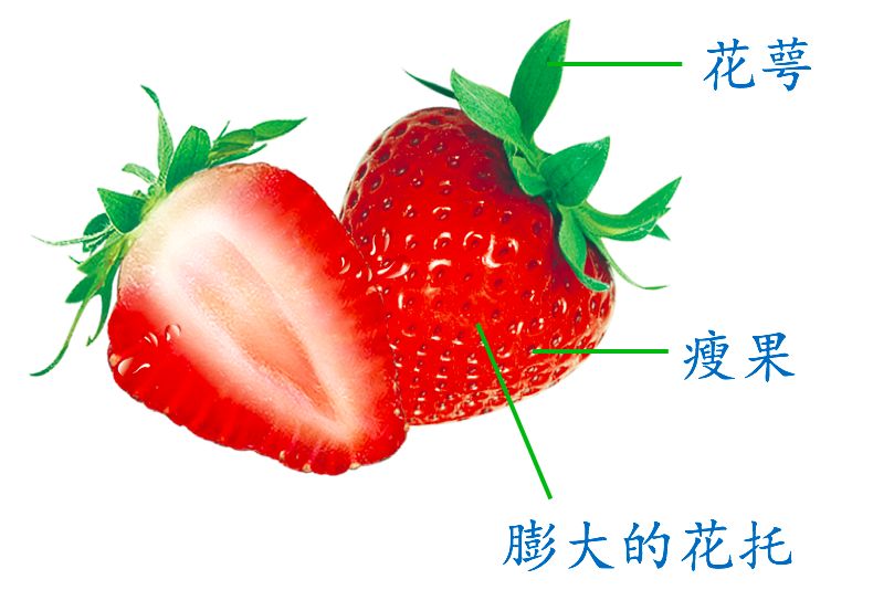 草莓的组成结构图图片