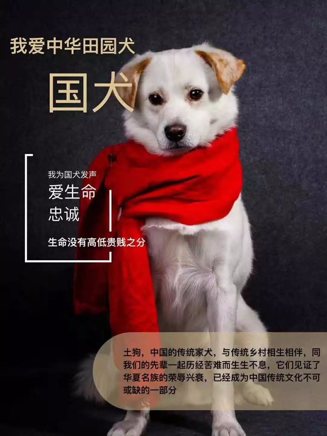 在他们杀华犬时一只中华田园犬火遍大江南北