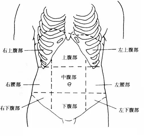 为了在体表定位腹痛的位置