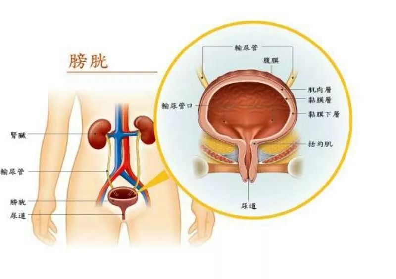 膀胱位置示意图图片
