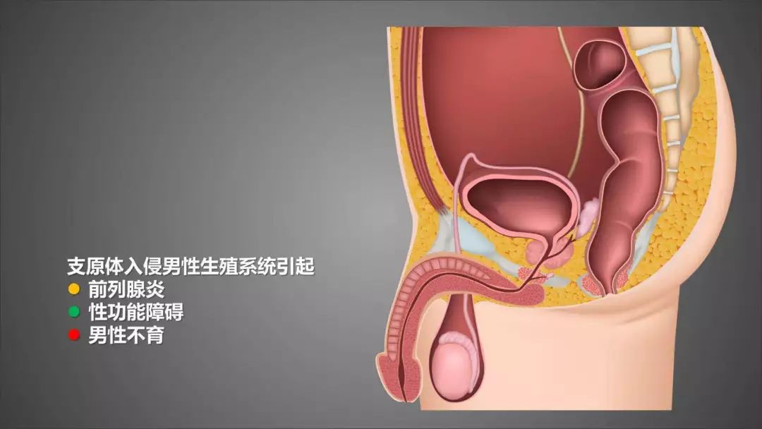 男人膀胱长什么样下面图片