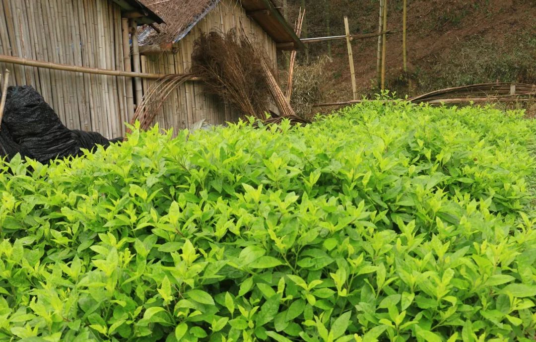 富貴菜別名百子菜,神仙菜,又叫降糖草,長命菜,為宿根多年生草本植物.