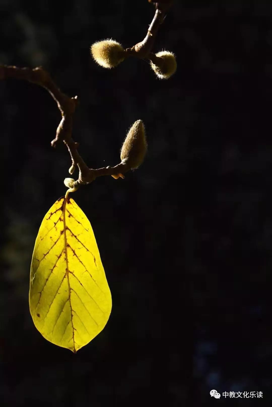 世界上最小的树叶图片