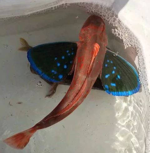 云南一渔民发现一条长有蝴蝶翅膀的鱼!这辈子从未见过!