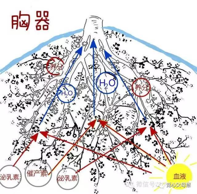 和二氧化碳进行光合作用