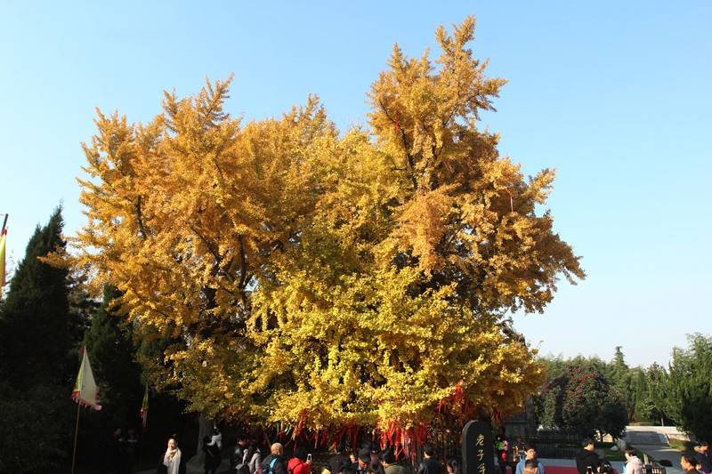 盤點終南山下千年銀杏樹,看看誰是笑傲枝頭最後的王_音禪寺