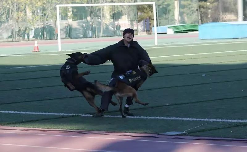 全中国最酷的警犬们打了个擂台