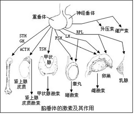 内分泌系统组成示意图图片