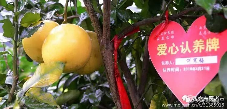 柚献爱心 风雨无阻