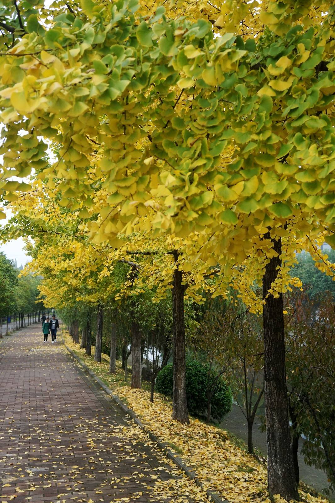 三峡大学银杏图片