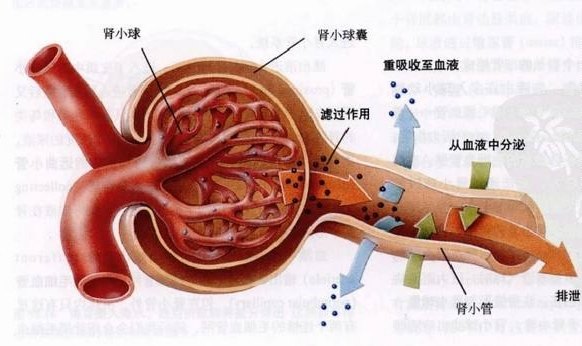 最主要的功能是排洩代謝廢物,調節機體的水電解質和酸鹼平衡,除此之外