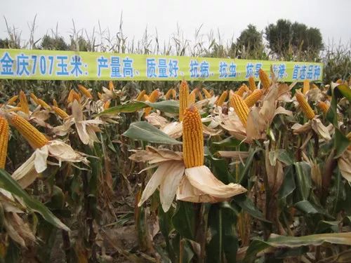 金庆717玉米品种图片