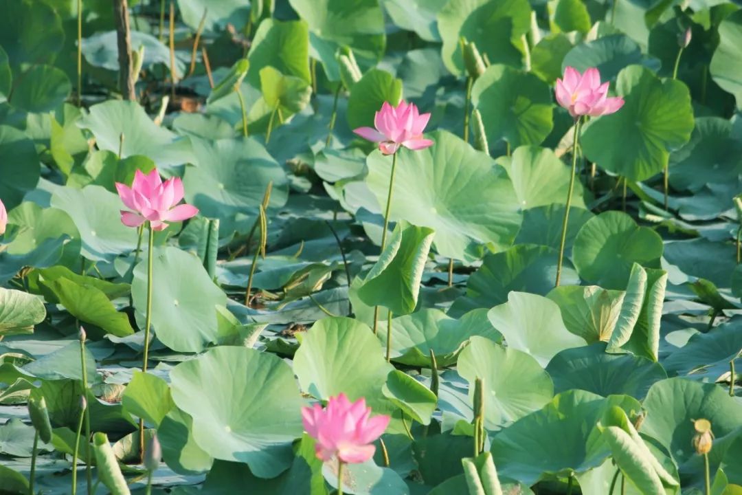 绿色系原宿风壁纸图片