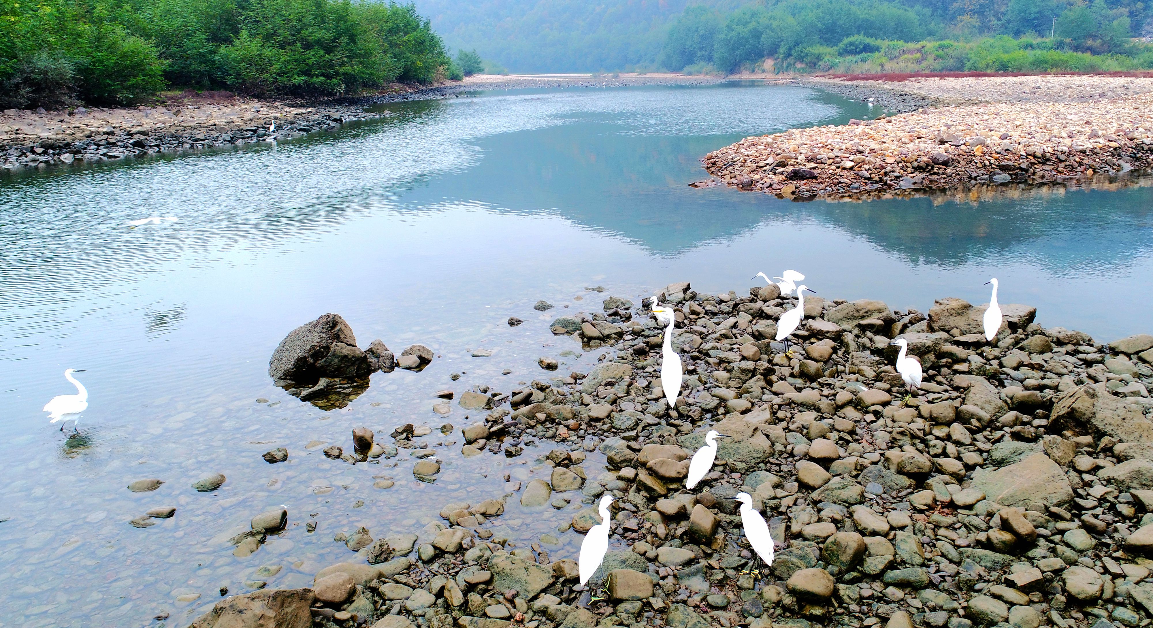 浙江仙居永安溪畔鹭鸟舞出生态美景