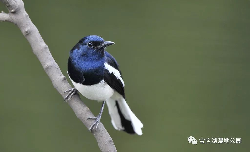 寶應湖溼地公園動物系列--留鳥